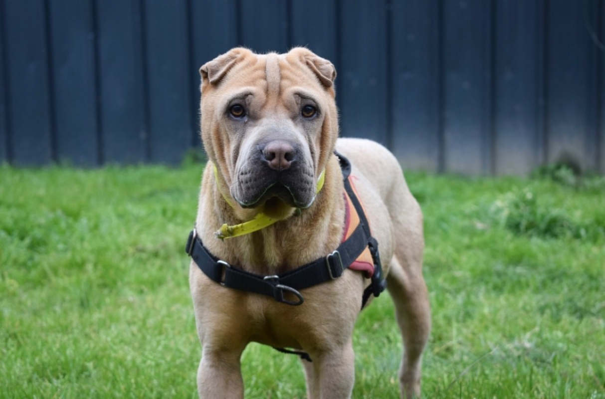 Bourricot - Chien à adopter
