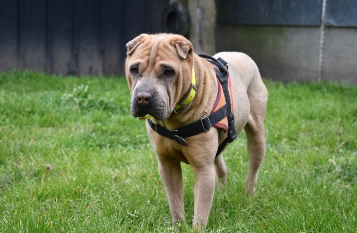 Bourricot - Chien à adopter - photo 3
