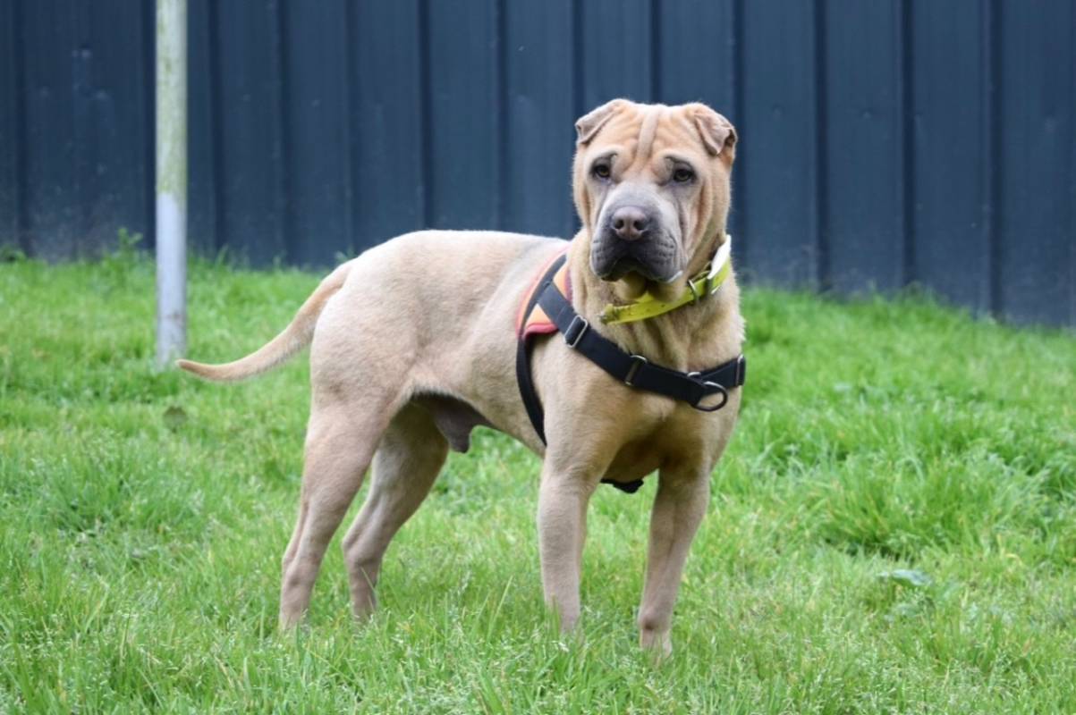 Bourricot - Chien à adopter - photo 4