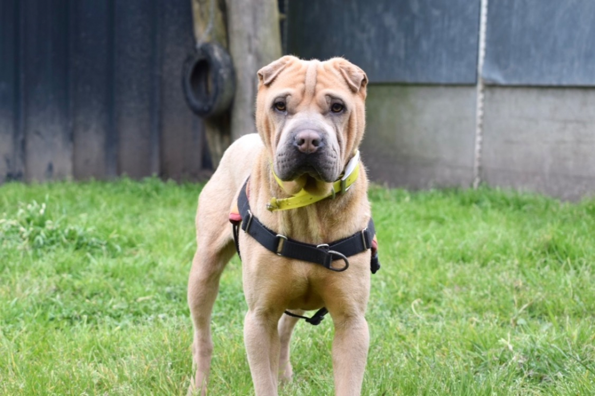 Bourricot - Chien à adopter - photo 5