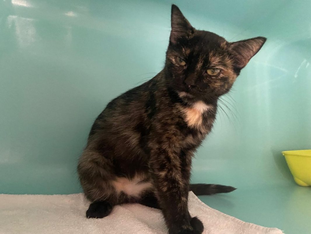 Mia - Chat Européen à adopter
