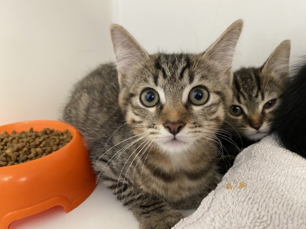 Barry - Chat Européen à adopter