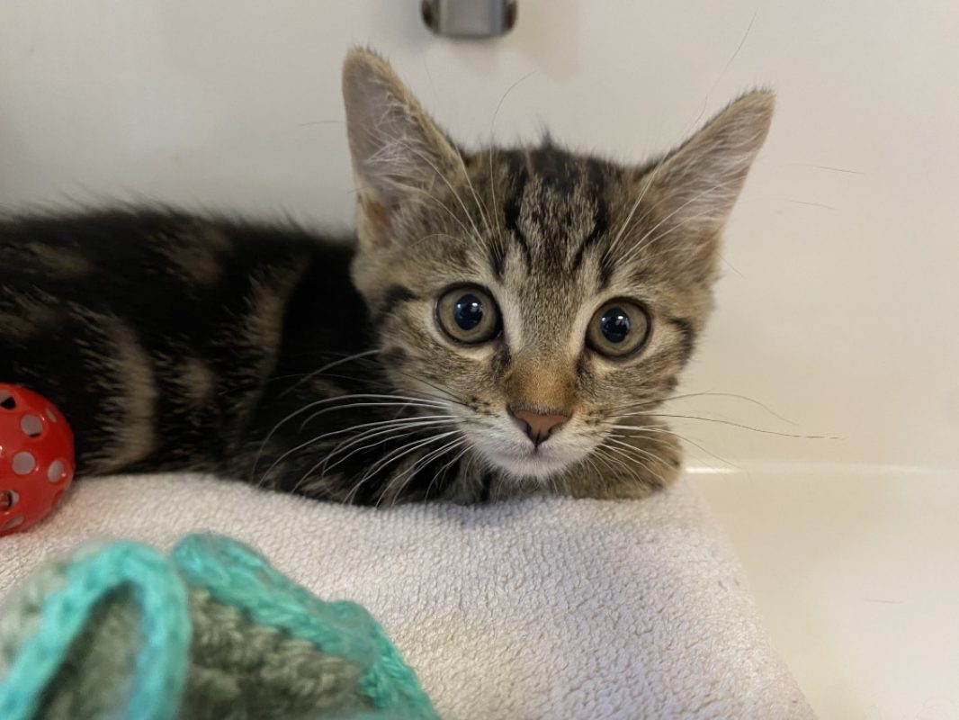 Bretzel - Chat Européen à adopter