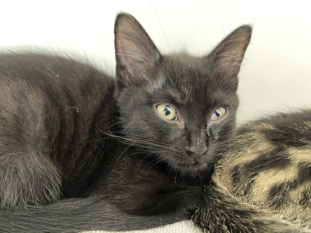 Brume - Chat Européen à adopter