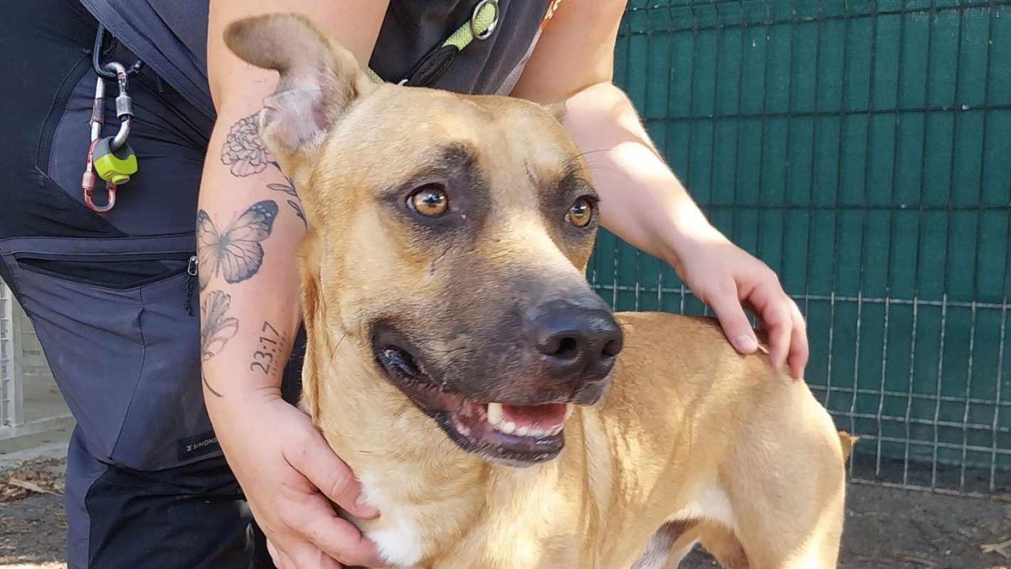 Gaston - Chien à adopter