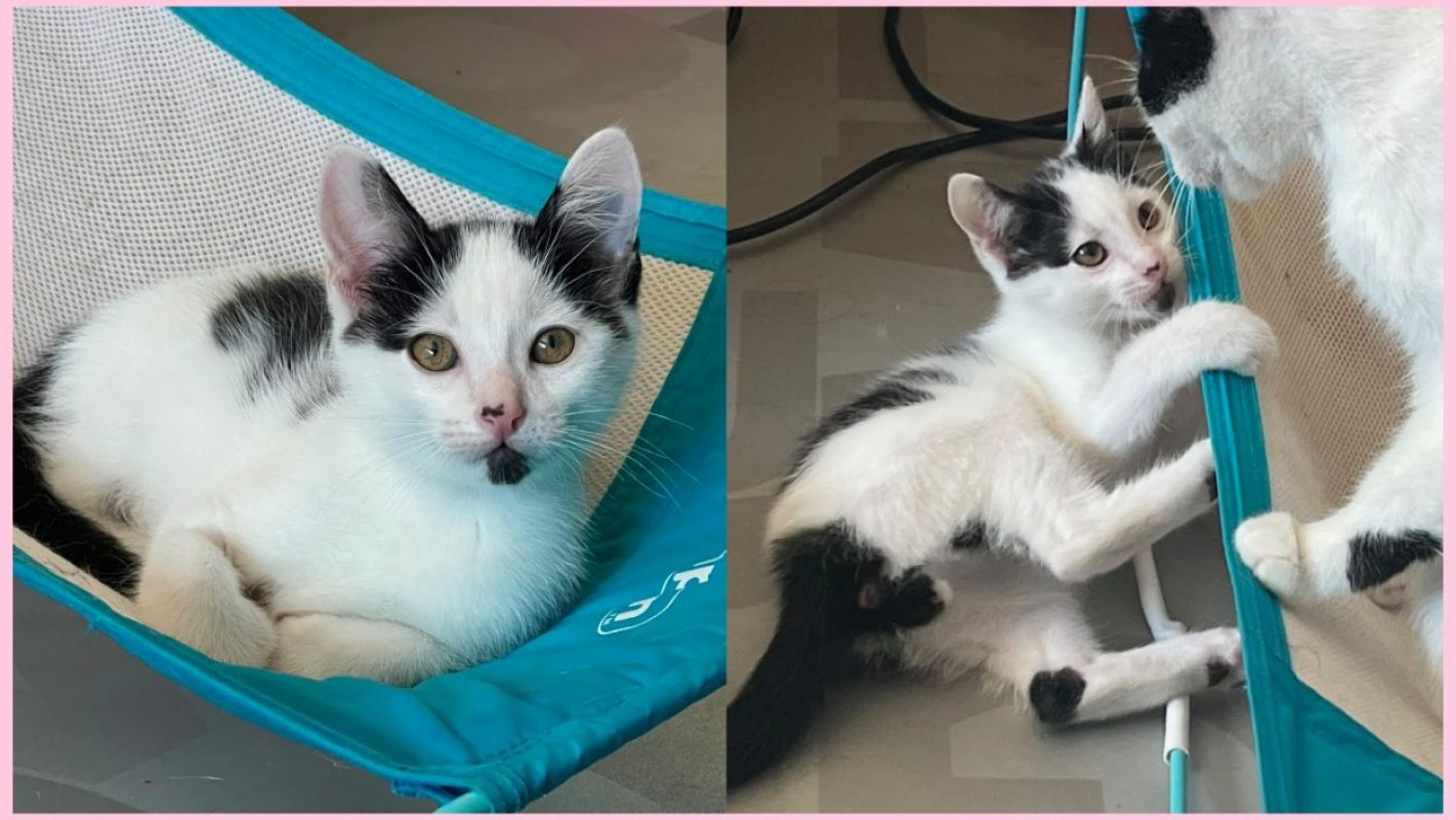 Gribiche - Chat Européen à adopter