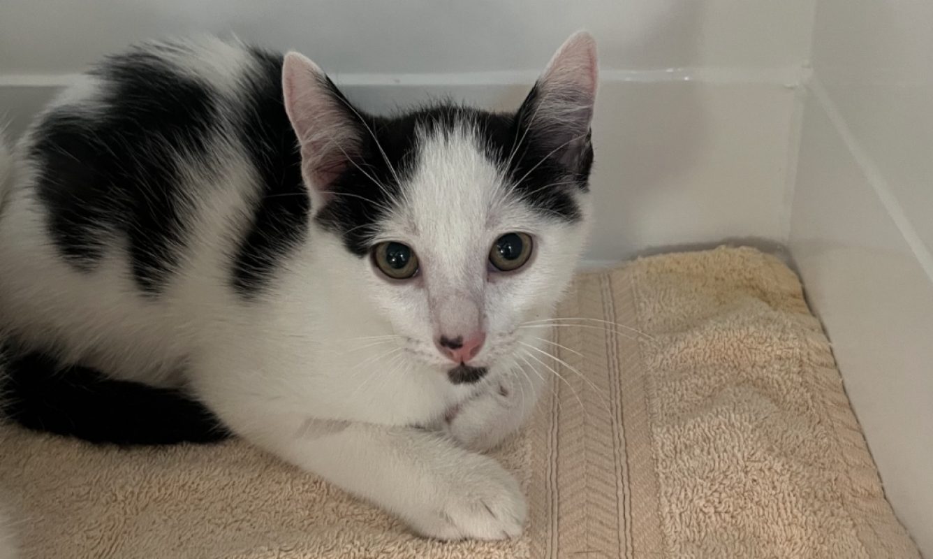 Gribiche - Chat Européen à adopter - photo 2