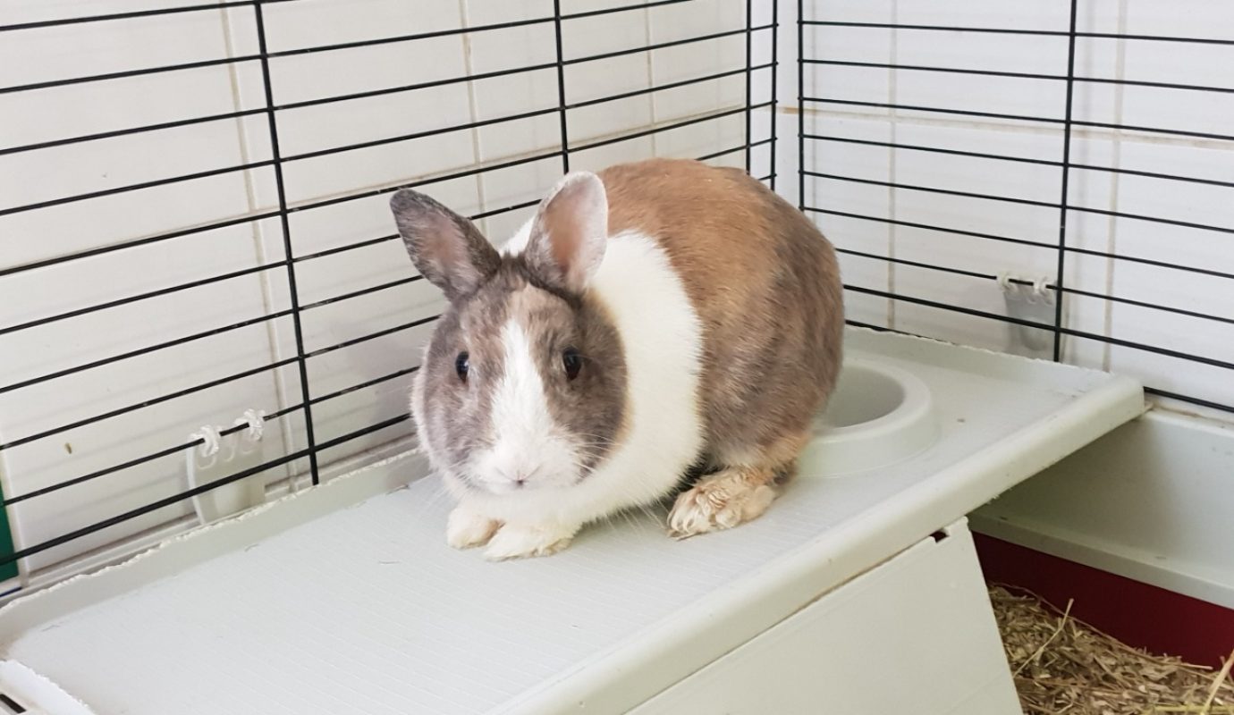Pom - Rongeur Lapin à adopter - photo 2
