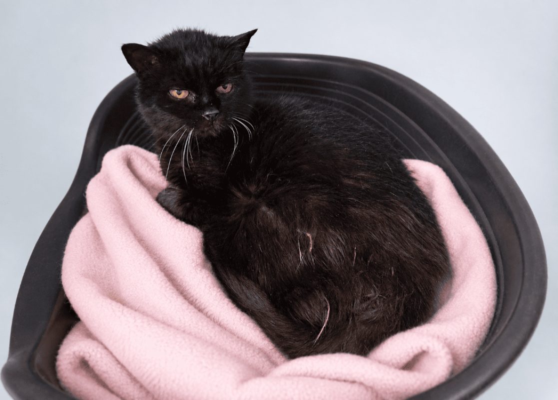 Chic - Chat Européen à adopter