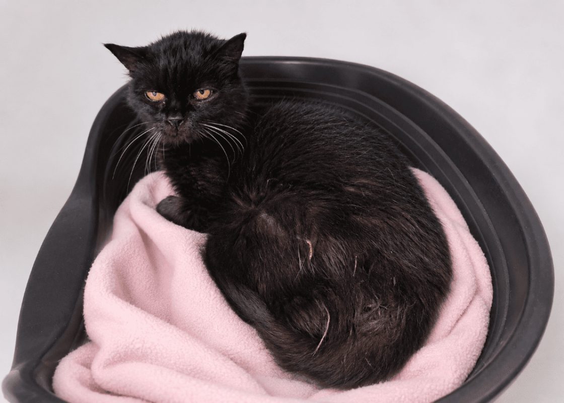 Chic - Chat Européen à adopter - photo 2