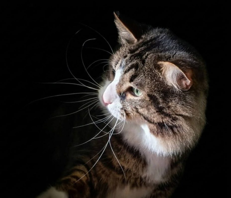 Thema - Chat Angora Turc à adopter