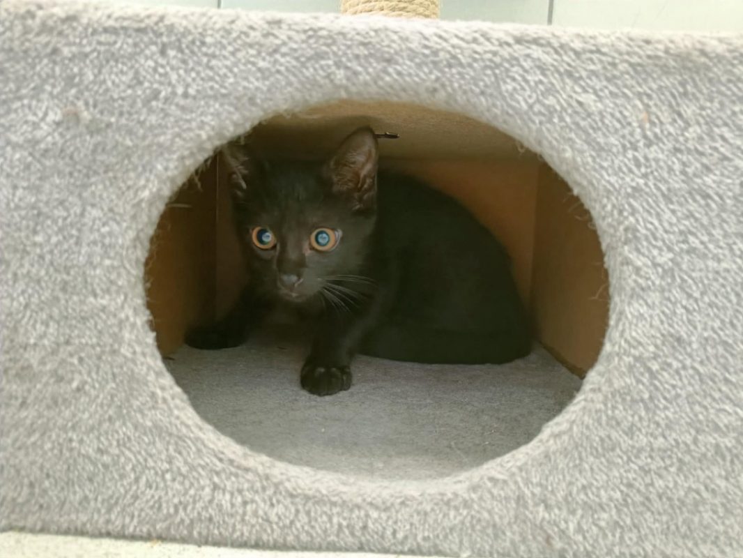 Ruiz - Chat Européen à adopter