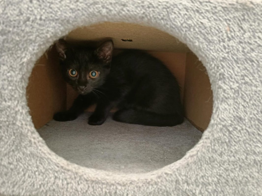 Ruiz - Chat Européen à adopter - photo 2