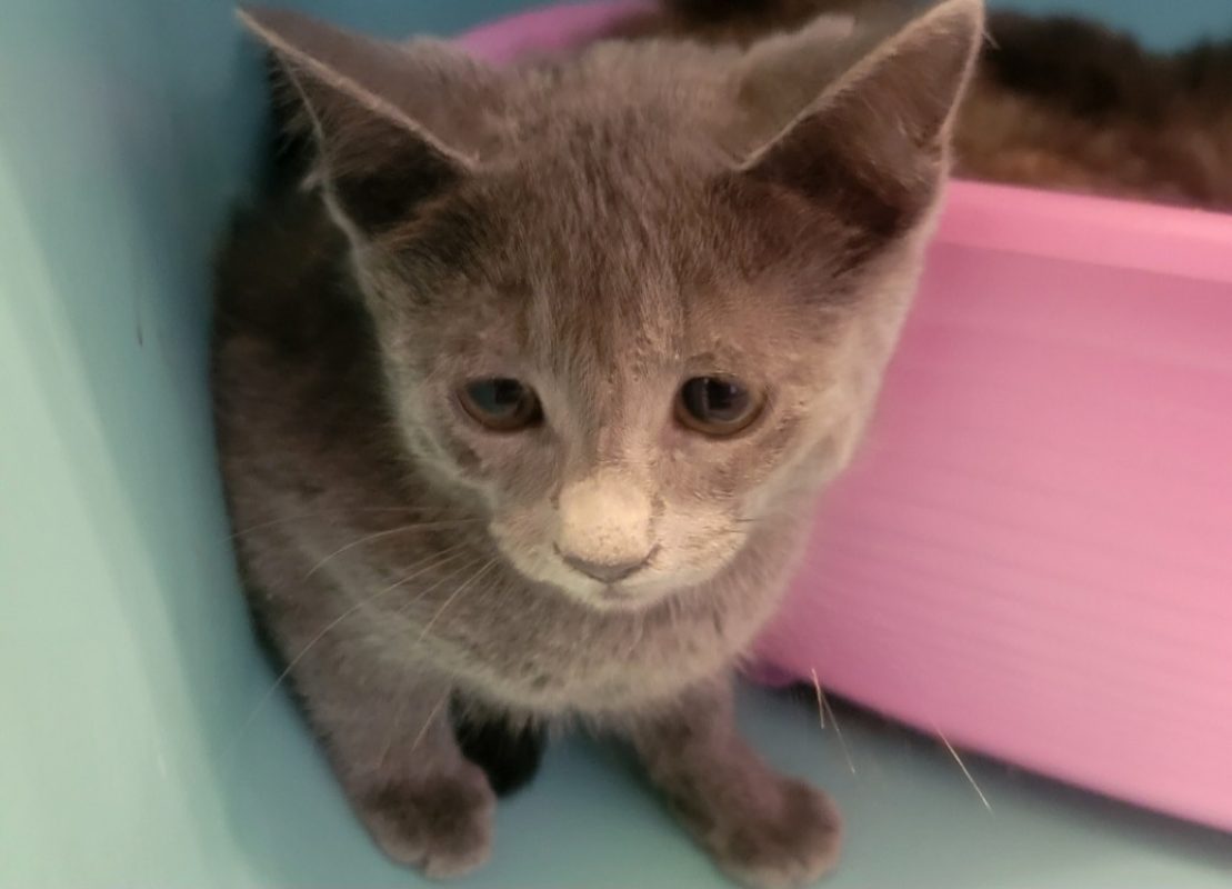 Anduin - Chat Européen à adopter