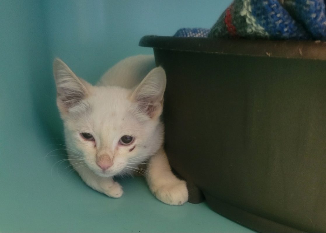 Arthas - Chat Européen à adopter