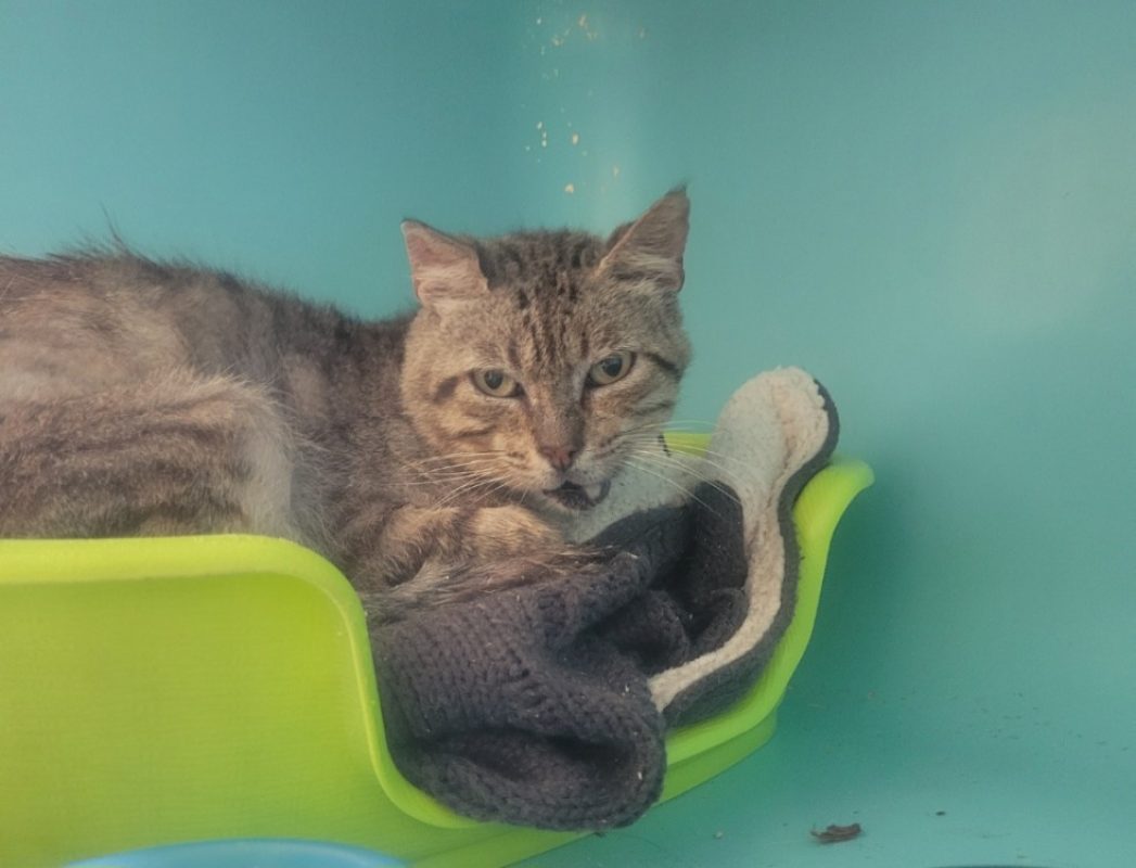 Sylvanas - Chat Européen à adopter