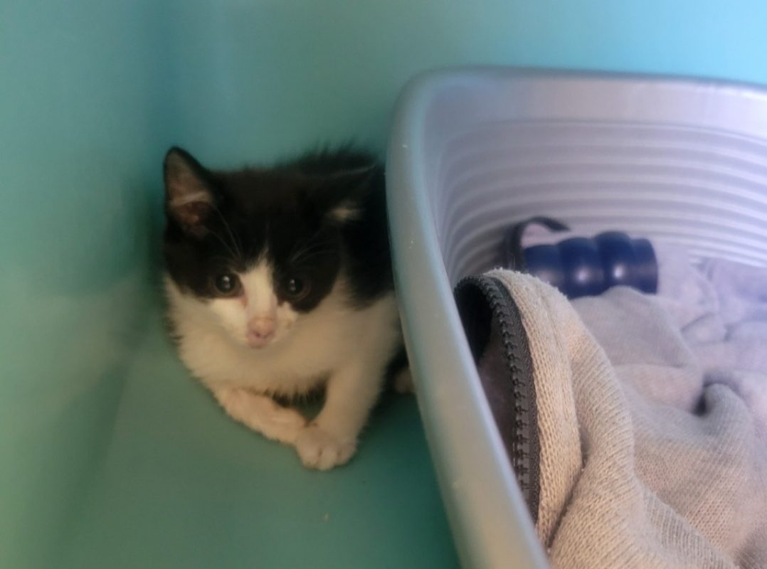 Riven - Chat Européen à adopter