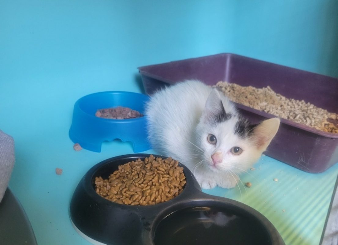 Bloom - Chat Européen à adopter