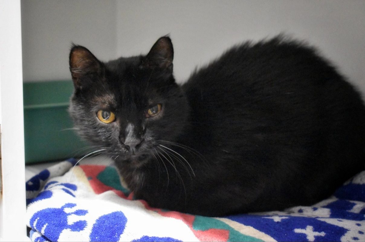 Max - Chat Européen à adopter