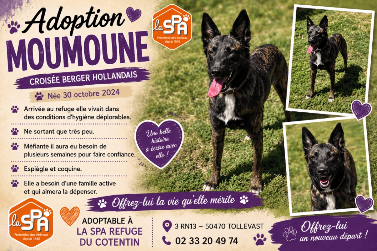 Fifille - Chien à adopter