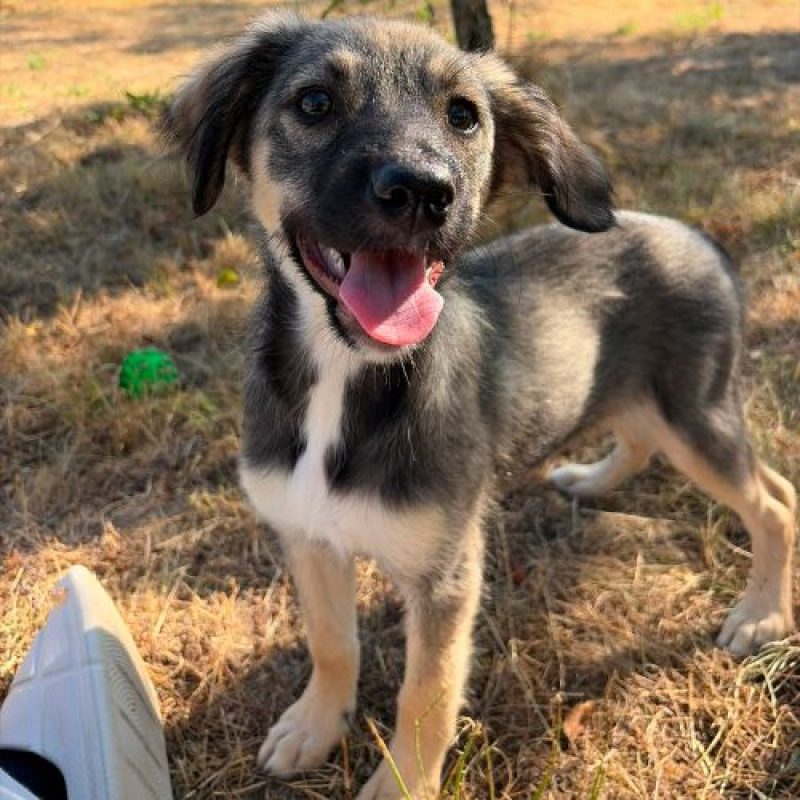 FREYA - Chien à adopter - photo 2