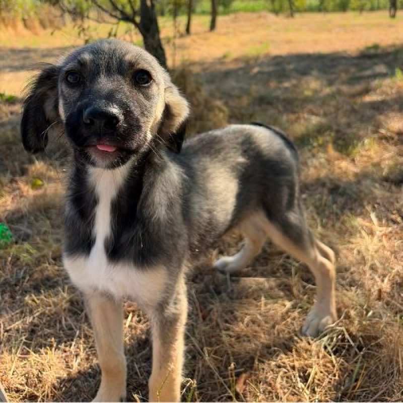 FREYA - Chien à adopter - photo 7