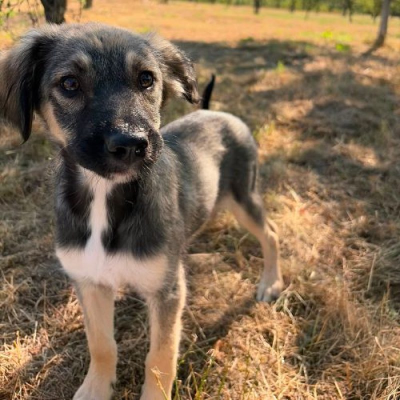 FREYA - Chien à adopter - photo 5