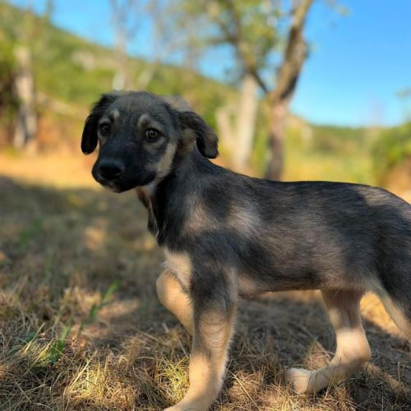 FREYA - Chien à adopter - photo 6