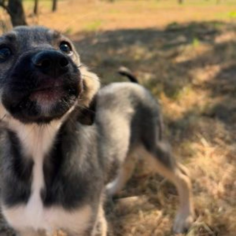 FREYA - Chien à adopter - photo 4