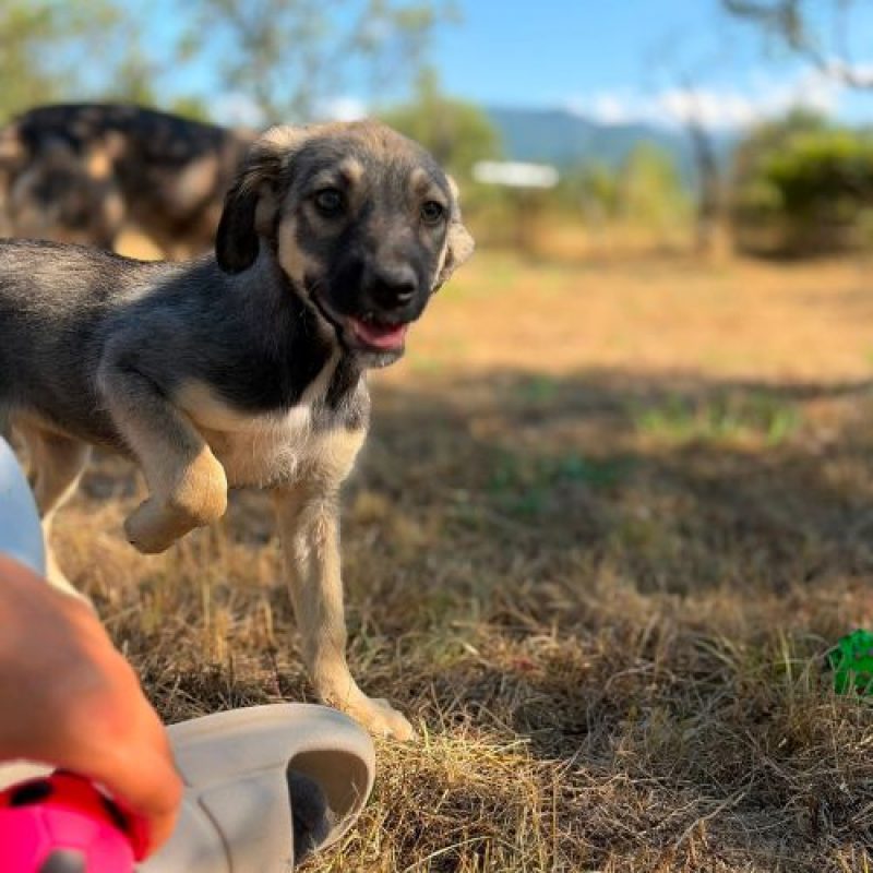 FREYA - Chien à adopter - photo 8