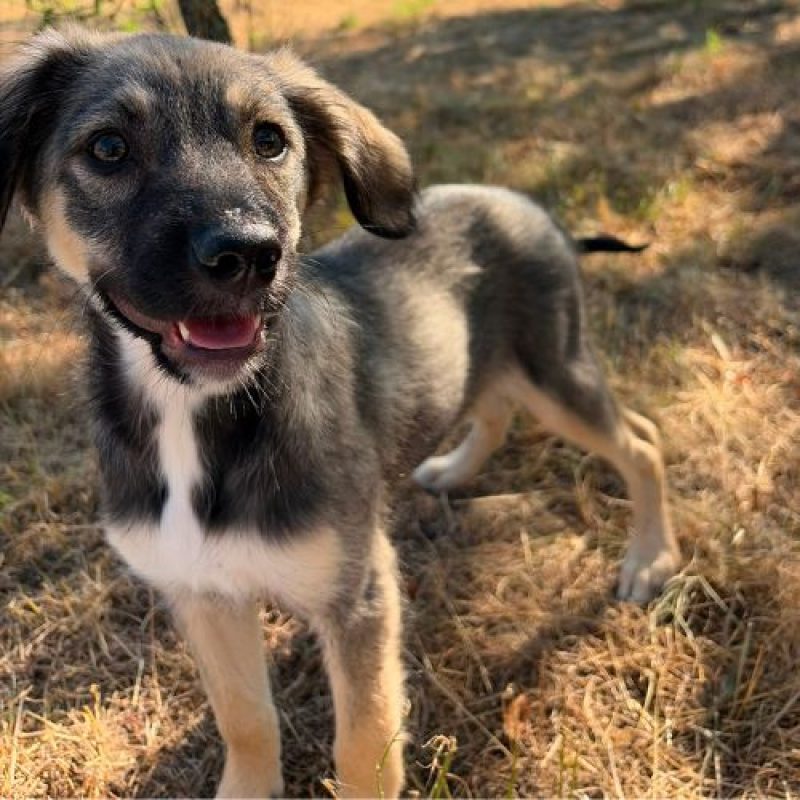 FREYA - Chien à adopter