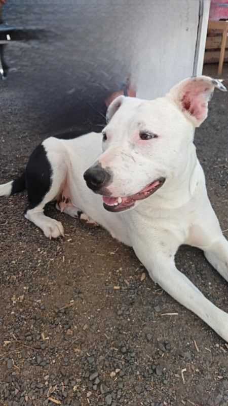 Rita - Chien Dogue Argentin x Border Collie à adopter