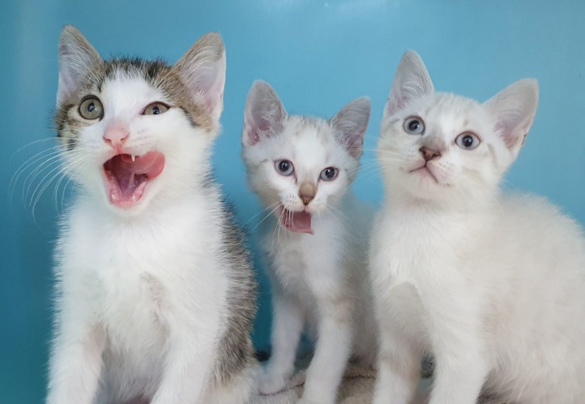 Genova - Chat Européen à adopter - photo 2