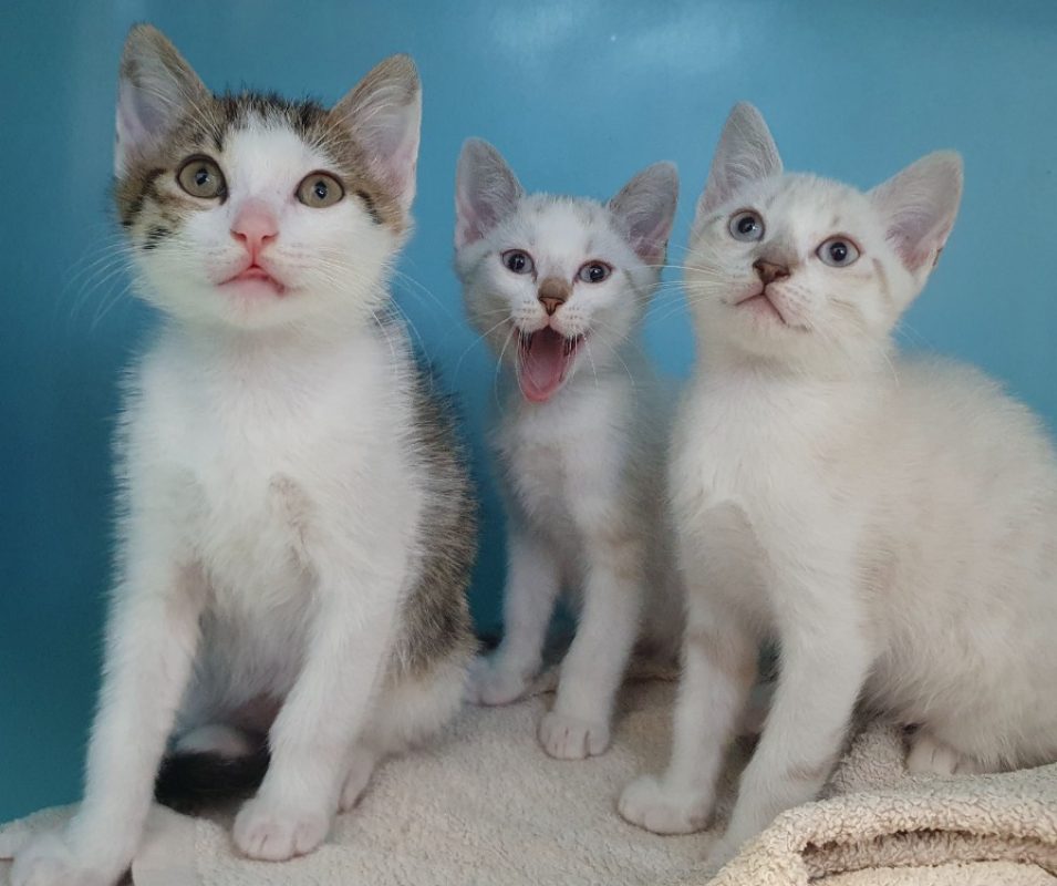 Genova - Chat Européen à adopter - photo 6