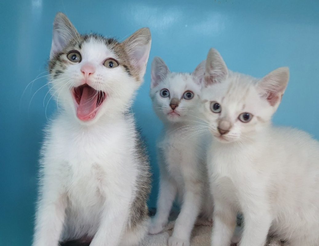 Bologna - Chat Européen à adopter