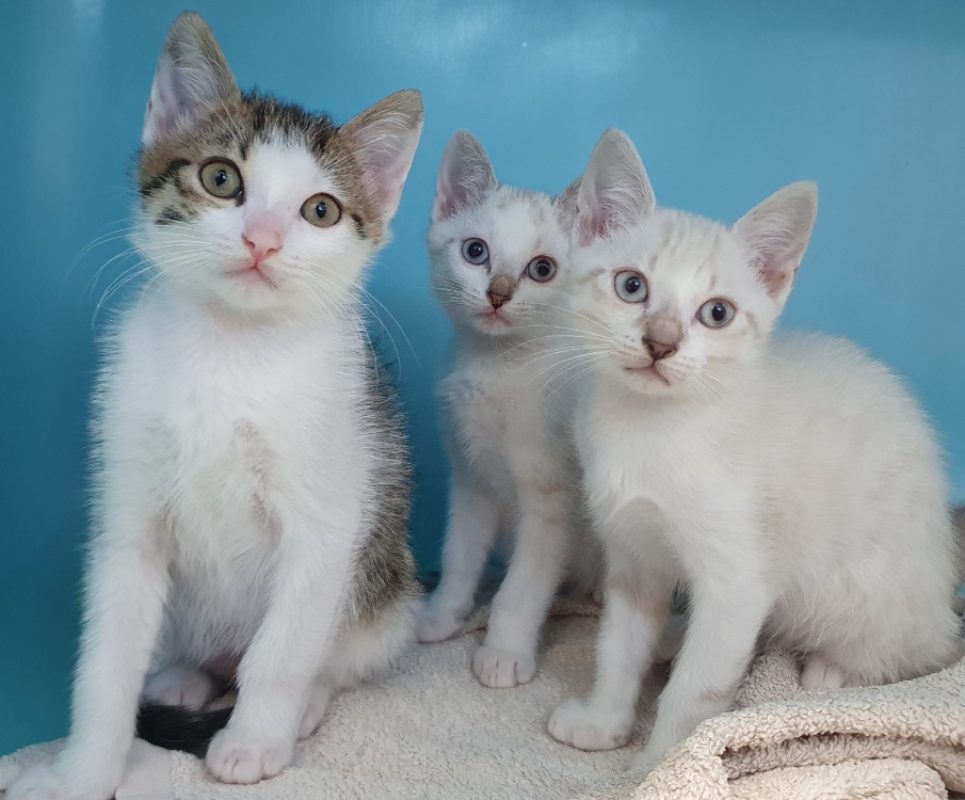 Bologna - Chat Européen à adopter - photo 3