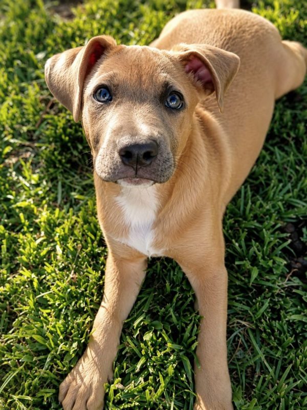 MANOE - Chien à adopter - photo 3