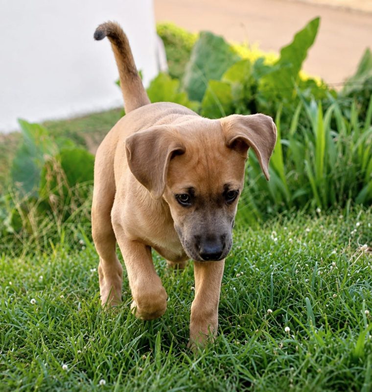 MANOE - Chien à adopter - photo 4