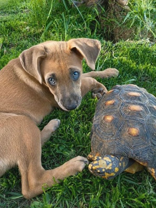 MANOE - Chien à adopter - photo 5