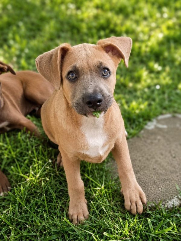 MANOE - Chien à adopter