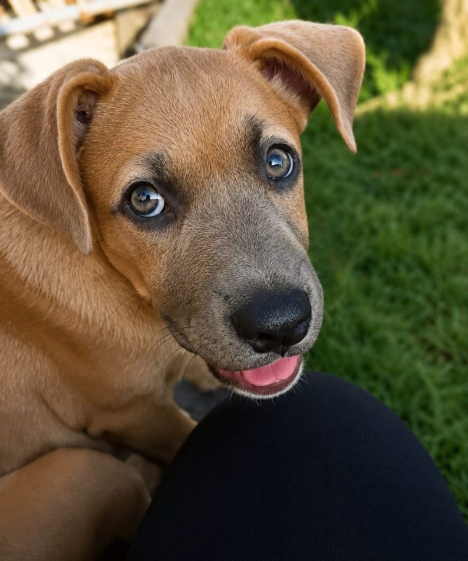 MANOE - Chien à adopter - photo 2
