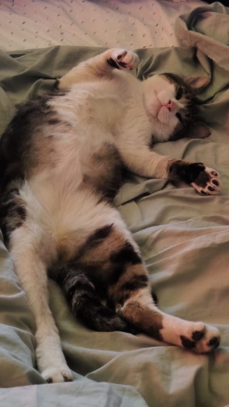 Berlin - Chat à adopter - photo 2