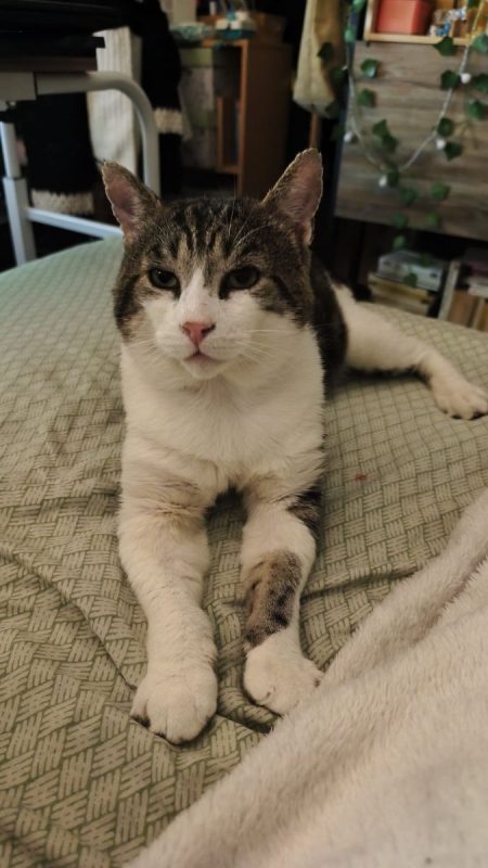 Berlin - Chat à adopter