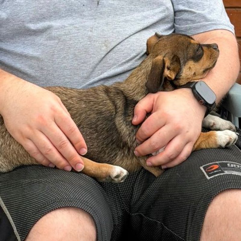 FROGGI - Chien à adopter - photo 3