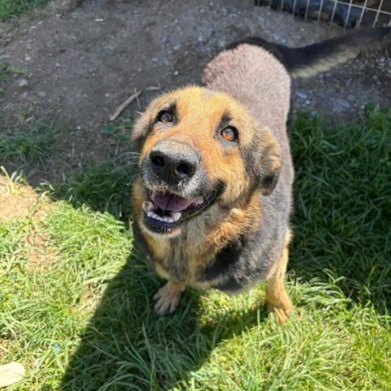 JANA - Chien à adopter