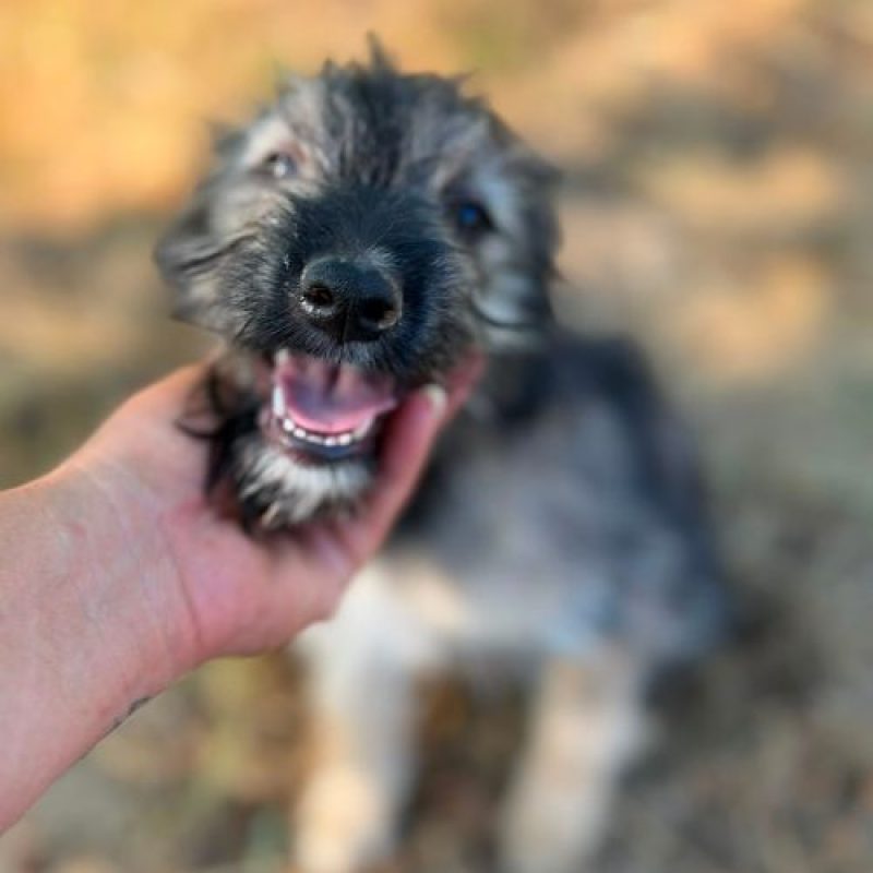 SONIA - Chien à adopter