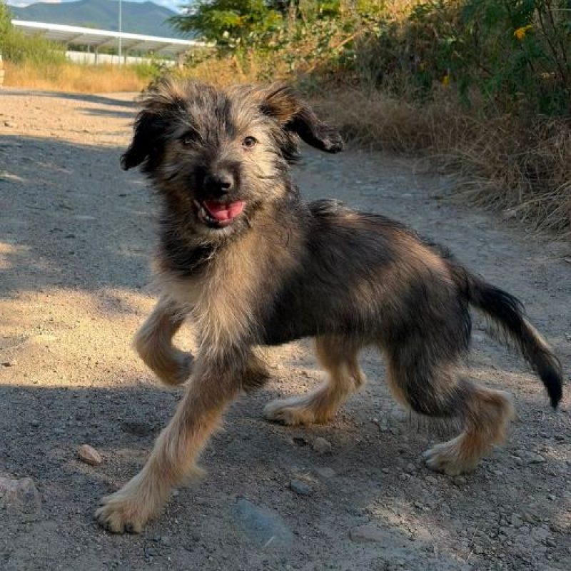 SONIA - Chien à adopter - photo 3