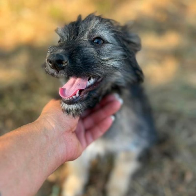 SONIA - Chien à adopter - photo 2