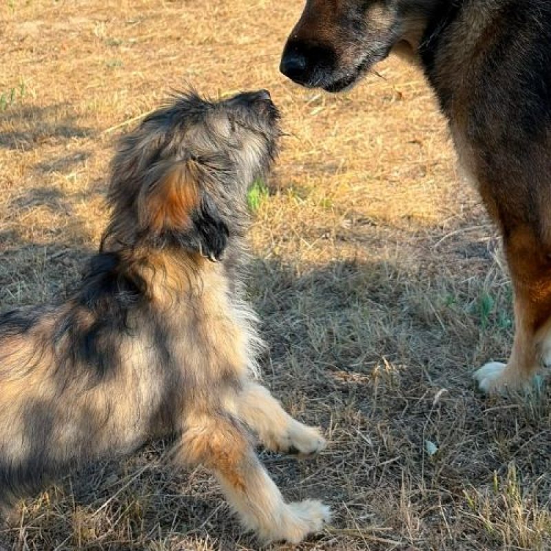 SONIA - Chien à adopter - photo 5