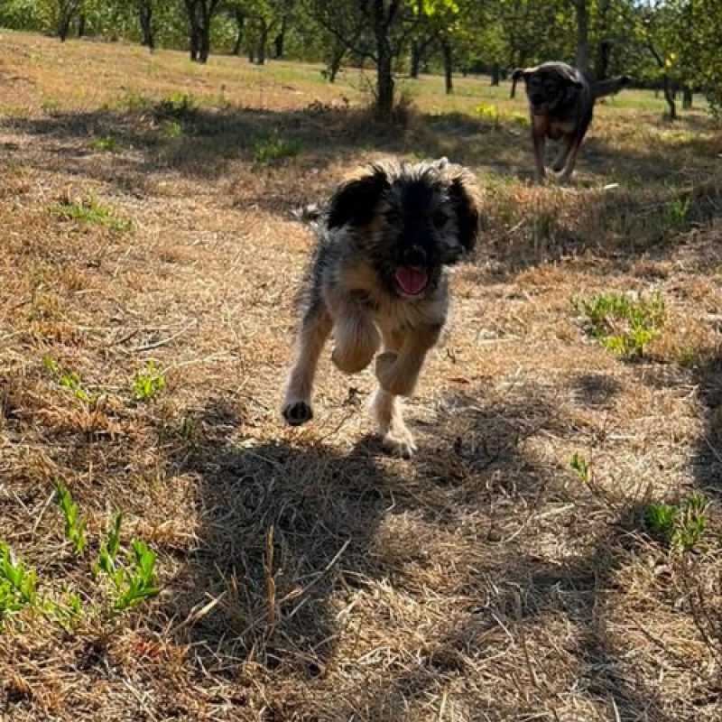 SONIA - Chien à adopter - photo 4